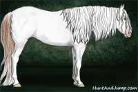 Horse Color:Gray Gold Champagne Dun Near Leopard 