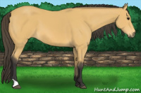Horse Color:Buckskin 
