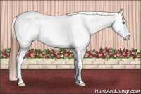 Horse Color:Brown Splash Frame Appaloosa