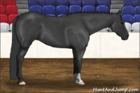 Horse Color:Brown Roan