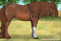 Horse Color:Liver Chestnut 