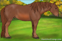 Horse Color:Liver Chestnut
