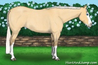 Horse Color:Silver Buckskin Roan Dun Splash 