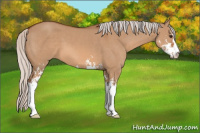 Horse Color:Silver Bay Dun Sabino 