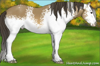 Horse Color:White Spotted Buckskin