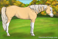 Horse Color:Palomino Splash 