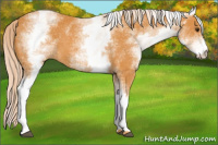 Horse Color:White Spotted Palomino 