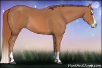 Horse Color:Chestnut Splash Rabicano