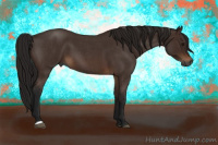 Horse Color:Gray Bay Roan 