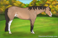 Horse Color:Bay Dun Sabino 
