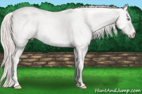 Horse Color:Perlino 