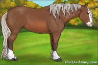 Horse Color:Silver Bay Splash 
