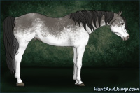 Horse Color:Gray White Spotted Grullo 