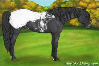 Horse Color:Blue Roan Appaloosa