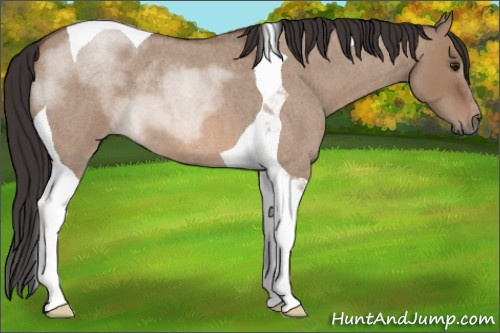 Horse Color: Bay Roan Dun Tobiano 