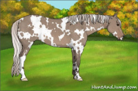 Horse Color:White Spotted Silver Grullo