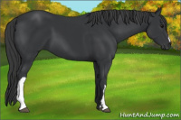 Horse Color:Black 