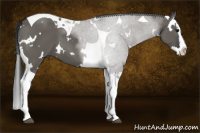 Horse Color:White Spotted Brown Dun Splash Tobiano
