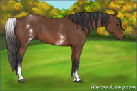 Horse Color:White Spotted Bay 