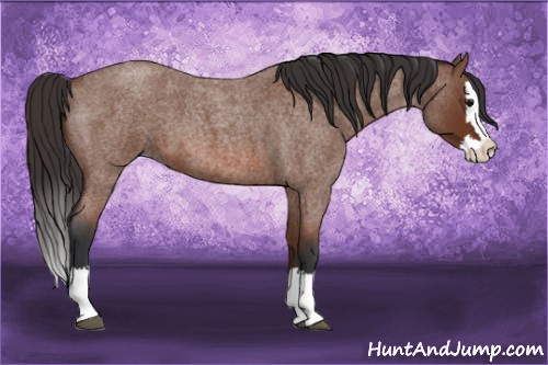 Horse Color: Bay Roan Splash 
