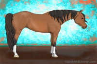 Horse Color:Bay 