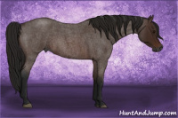 Horse Color:Gray Bay Roan 