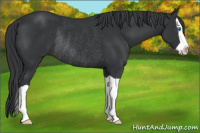 Horse Color:Black Splash Rabicano 