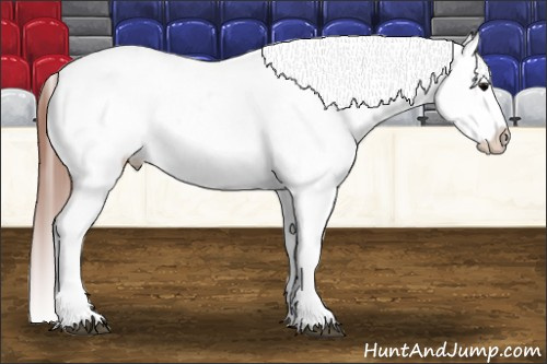Horse Color: Grullo Blanket 