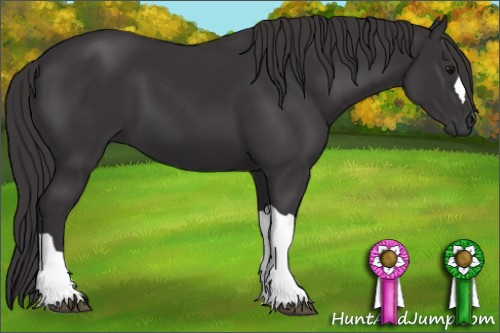 Horse Color: Unknown 