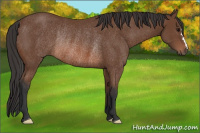 Horse Color:Bay Rabicano 