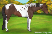 Horse Color:Bay Tobiano 
