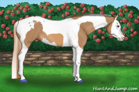 Horse Color:Chestnut Splash Tobiano 