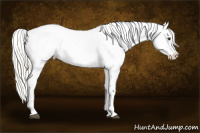 Horse Color:Palomino Splash Appaloosa