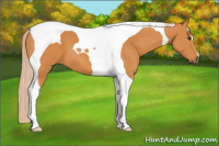 Horse Color:Palomino Tobiano 