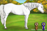 Horse Color:Palomino Roan Sabino Appaloosa 