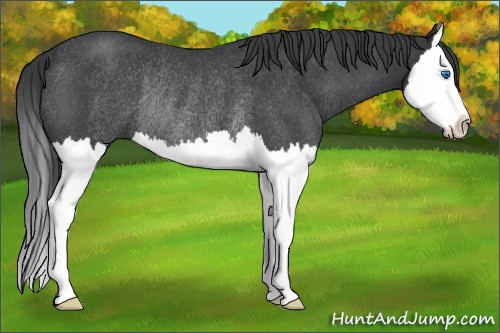 Horse Color: Unknown 