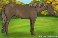 Horse Color:Chocolate Palomino 