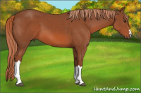 Horse Color:Liver Chestnut 