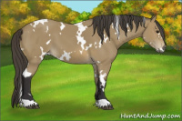 Horse Color:White Spotted Buckskin 
