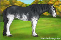 Horse Color:White Spotted Brown Sabino 