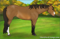 Horse Color:Gray Buckskin 