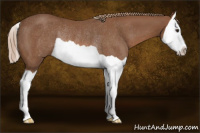 Horse Color:Chestnut Splash Rabicano 
