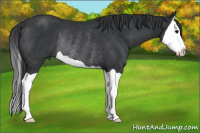 Horse Color:Brown Splash Rabicano 