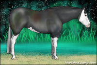 Horse Color:Black Splash