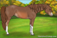 Horse Color:Liver Chestnut 