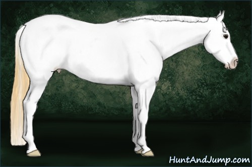 Horse Color: Buckskin Near Leopard 