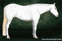 Horse Color:Buckskin Appaloosa 