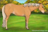 Horse Color:Palomino