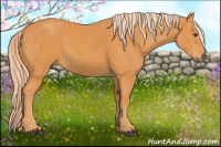 Horse Color:Palomino 