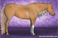 Horse Color:Palomino 
